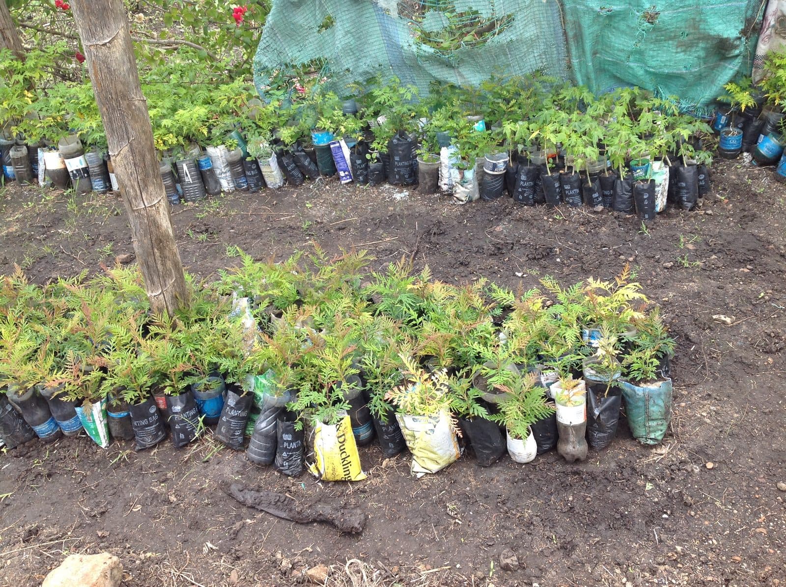 Rows of young tree seedlings in recycled plastic planting bags in a shaded nursery bed