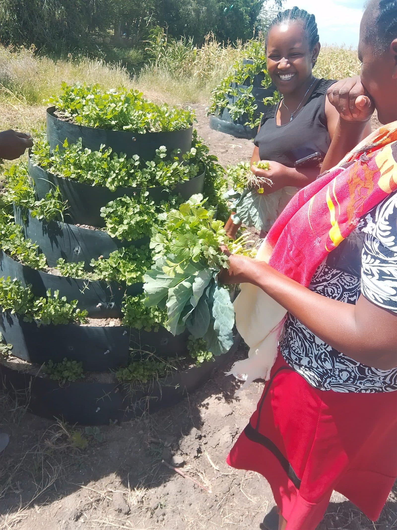 Women harvesting leafy greens from a tiered vertical garden of stacked planting sacks