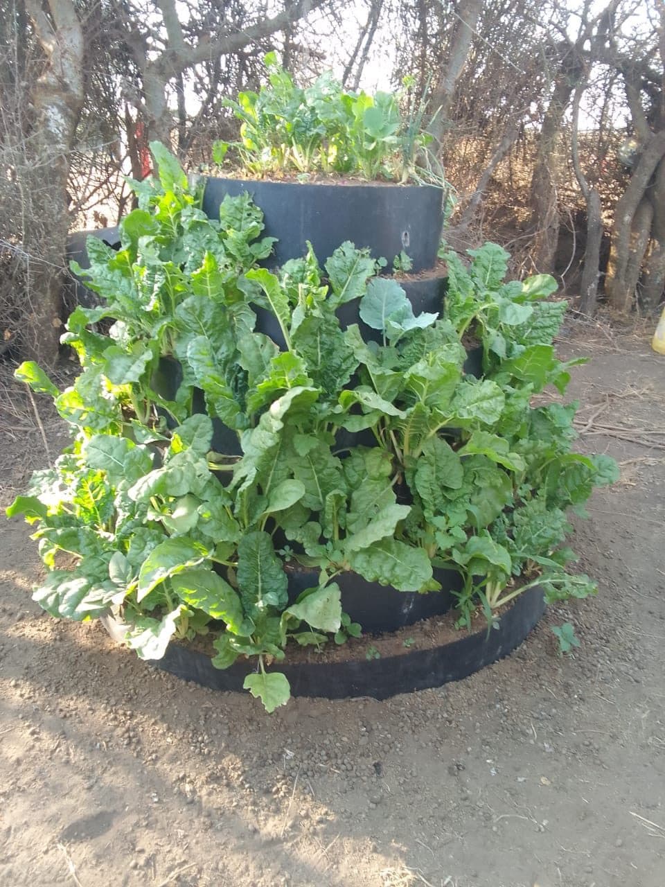 A three-tier storey garden built from stacked tyres, planted with mature kale and other leafy greens